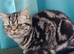 Bsh. Silver Classic Tabby . £700 -as Pet only.