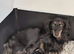 Stunning Miniature Long Haired Dachshund Girls