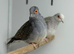 Diamond dove
