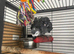 All established, breeding pairs are for sale.