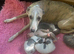 Stunning Pedigree Whippets Boys MONTY & Eli
