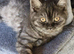 BRITISH SHORT-HAIR KITTENS BOYS & GIRLS AVAILABLE GCCF REGISTERED