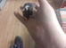 3  Very Friendly well Handled little boys