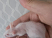 7 Female Mice Ready To Go From Next Friday £10 A Pair