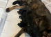 Beautiful German Shepherd Puppies – Showline Sire × Working Line Dam