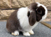 Mini lop girls and boy