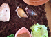 Giant african land snail babies