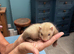 10 weeks old kitts