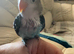 Beautiful little baby lovebird hand reared