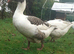 West of England Geese