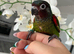Rare hand reared Emma’s conure!