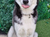 Siberian husky stud
