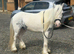 Peanuts lovely quiet lead rein pony