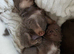 Tiny teddy bear chihuahuas