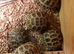 Baby horsefield tortoises for sale