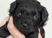 Gorgeous litter of F1 Pomapoo