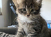 5 stunning Bengal kittens READY NOW