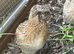 Free 6 week old male coturnix x9