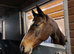 Field for Grazing/paddocks sought, south/west Norwich