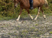 Flashy Welsh D mare shown County level