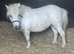 Registered Shetland mare