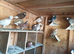 Pigeons badges