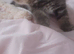 Unique tabby British shorthair