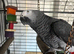 African Grey