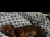 Mini Dachshund