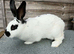 English Spot Rabbits for sale!