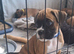 KC Registered Bobtail & Tail boys