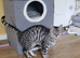 3 year old Bengal female