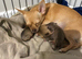 Chihuahua puppies for sale