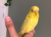 Tame baby female Exhibition budgie