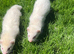 Albino Girls 2 Left ️