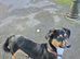DOG FOR REHOMING