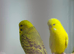 Budgies