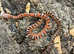 Carolina Scaleless Corn Snake at Birmingham Reptiles
