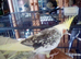 Bonded unrelated Pair of handreared Cockatiels