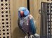 Young blue ring neck