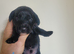 Cockerpoo cross maltipoo pups