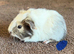 gorgeous baby guinea pigs