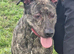 Lurcher pup for sale
