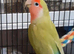 Pair of lovebirds