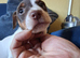 Stunning Jack Russell,Hastings