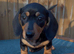 Lovely Well Bred Miniature Dachshund Pups Ready Now!