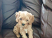 Cavapoo puppies for sale