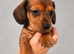 Miniature Dachshund Puppies 1 BOY