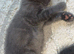 2 beautiful kittens left