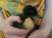 Day old ducklings